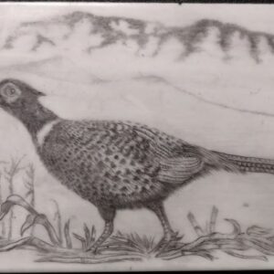 Ring Neck Pheasant