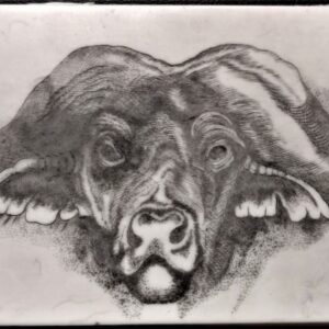 Cape Buffalo