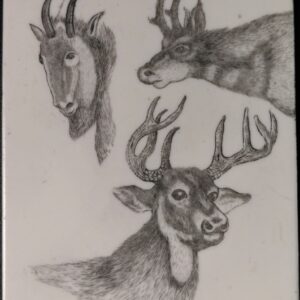 Mule Deer - Goat - Long Horn Antelope