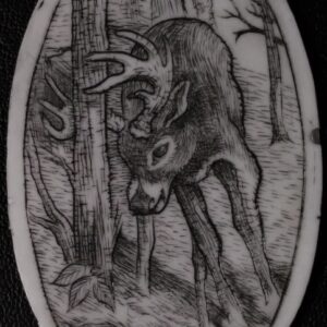 Whitetail Buck